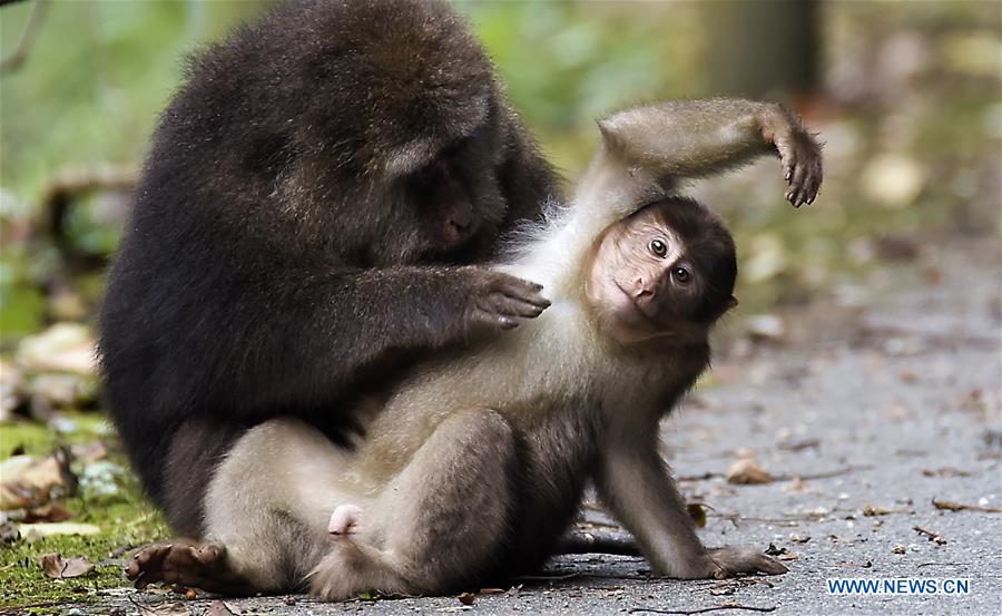 CHINA-SICHUAN-TIBETAN MACAQUE (CN)