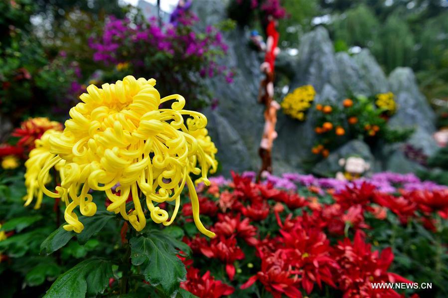 CHINA-JINAN-CHRYSANTHEMUM (CN) 