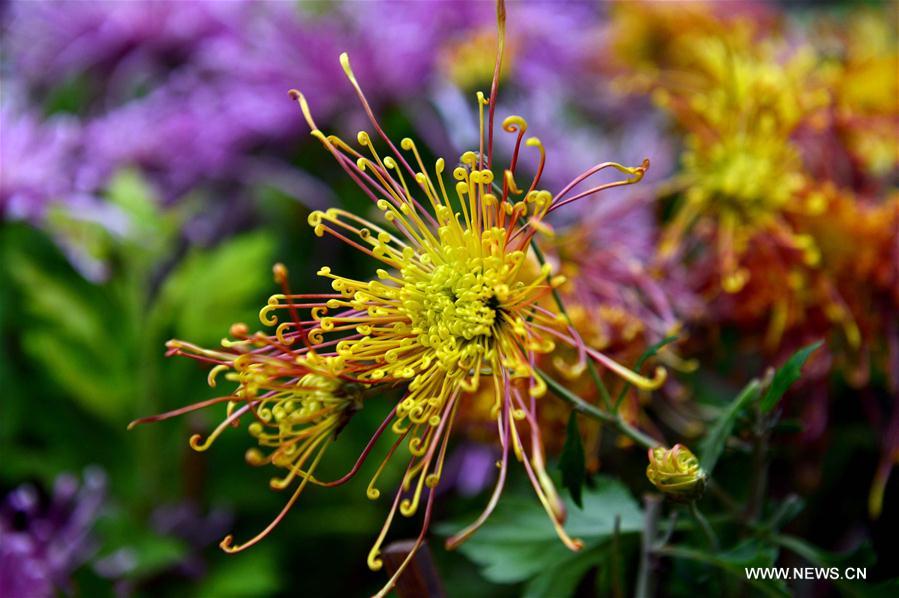 CHINA-JINAN-CHRYSANTHEMUM (CN) 