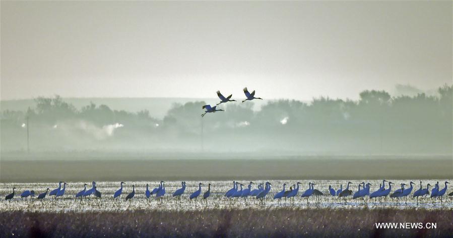 CHINA-LIAONING-WHITE CRANE (CN)