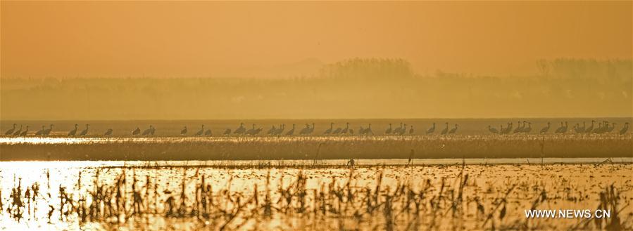 CHINA-LIAONING-WHITE CRANE (CN)