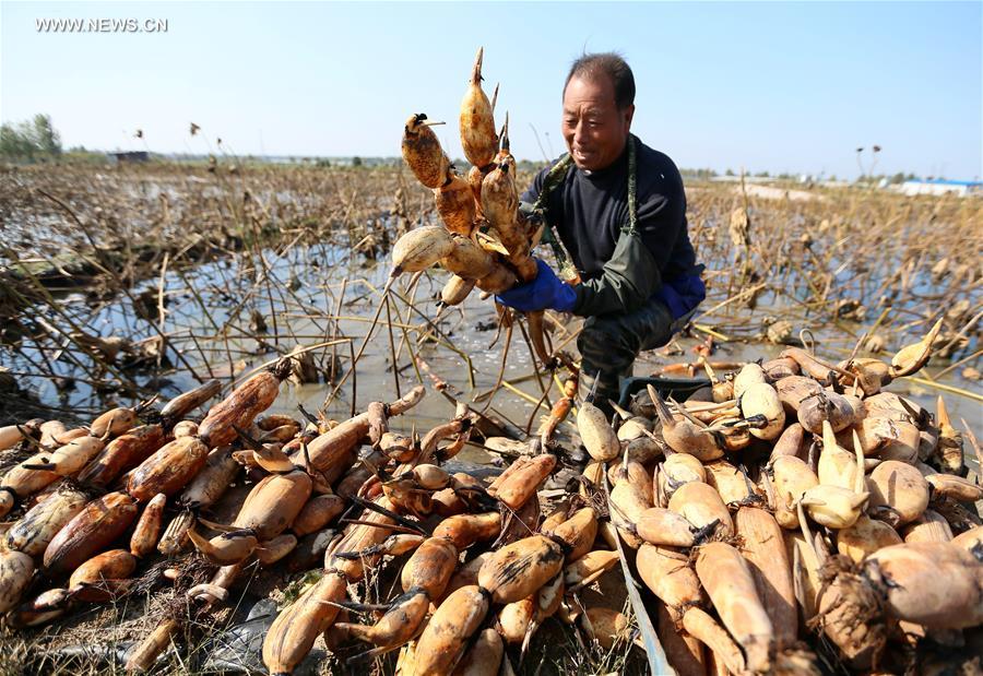 #CHINA-SHANDONG-LOTUS ROOT-HARVEST(CN)