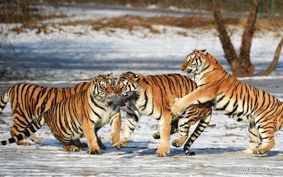 CHINA-HARBIN-SIBERIAN TIGER (CN)