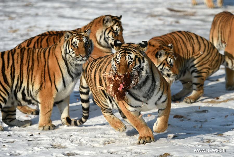 CHINA-HARBIN-SIBERIAN TIGER (CN)