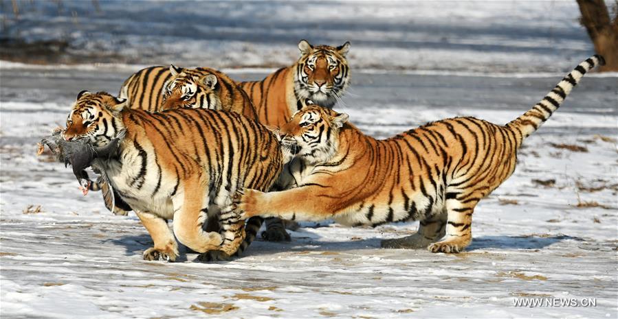 CHINA-HARBIN-SIBERIAN TIGER (CN)