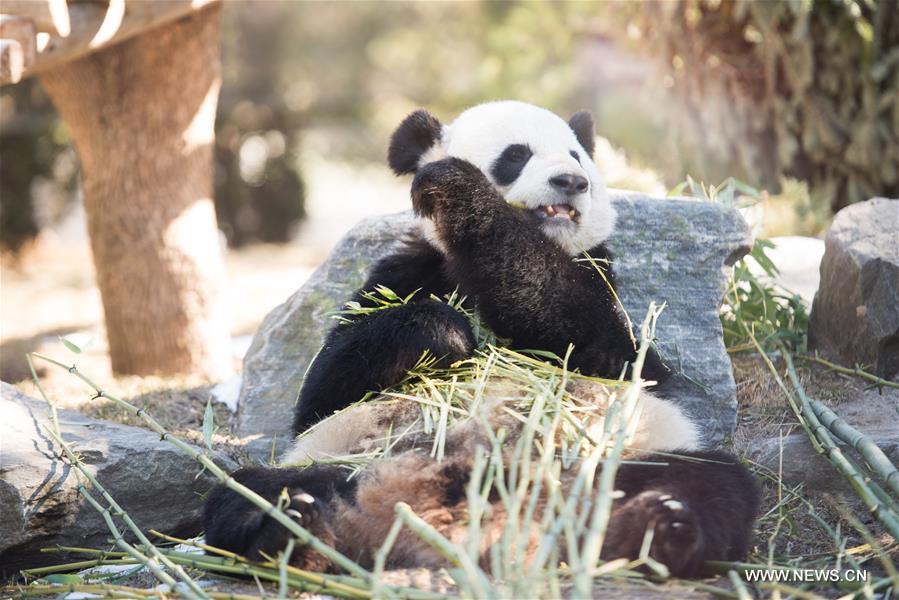 CANADA-TORONTO-TWIN PANDA CUBS