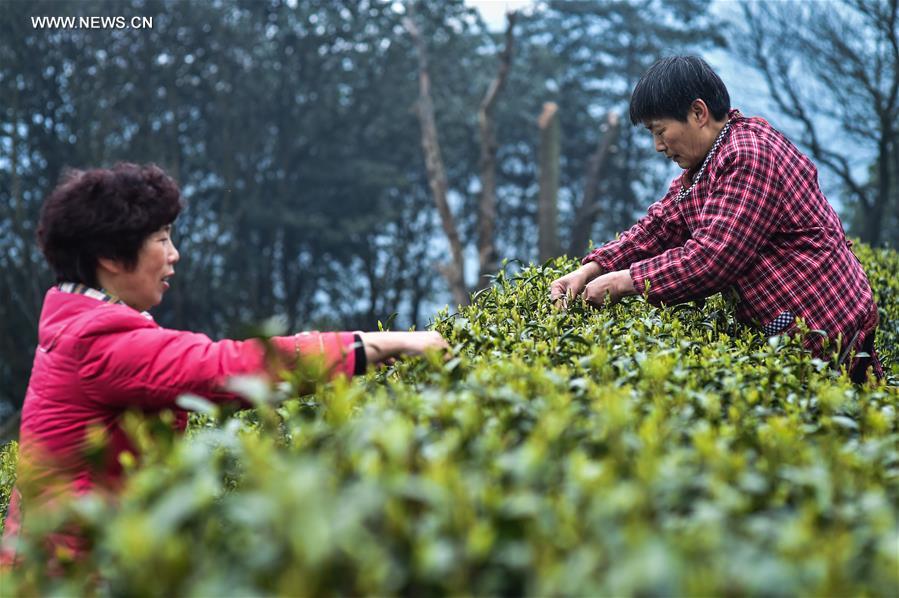 CHINA-ZHEJIANG-MINGQIAN TEA-HARVEST (CN)