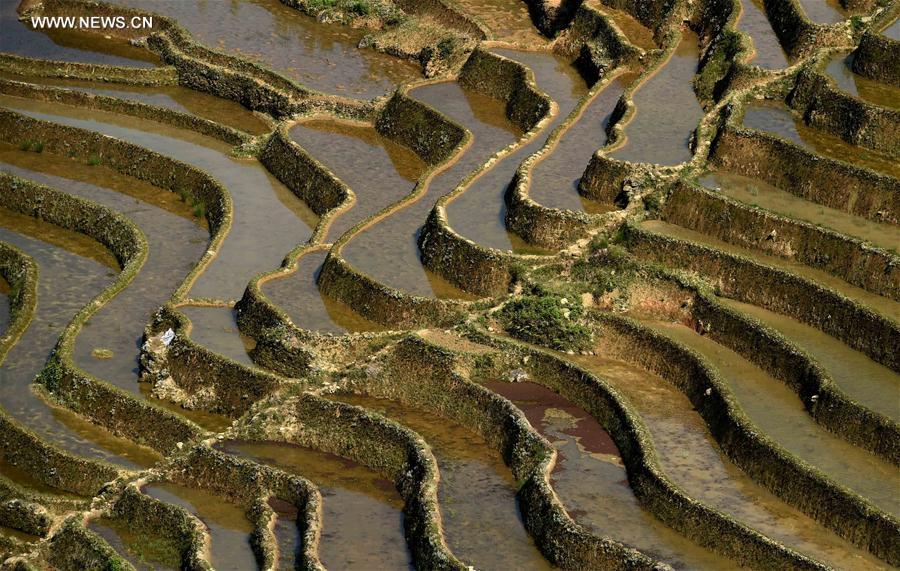 CHINA-YUNNAN-HANI TERRACE-SCENERY (CN)