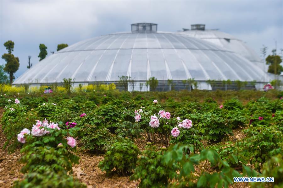 CHINA-ZHEJIANG-FARM-SCENERY (CN)