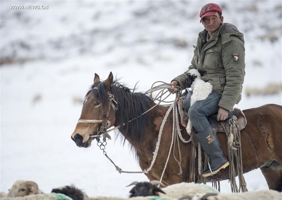 CHINA-XINJIANG-HEJING-BAYAN BULAG GRASSLAND-BREEDING SEASON (CN)