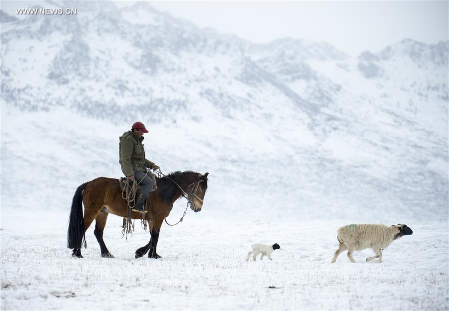 CHINA-XINJIANG-HEJING-BAYAN BULAG GRASSLAND-BREEDING SEASON (CN)