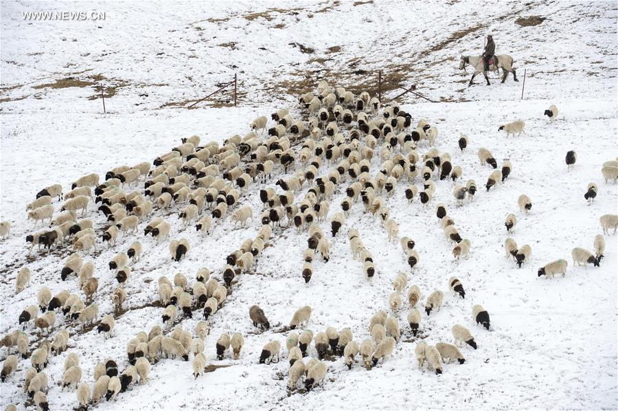 CHINA-XINJIANG-HEJING-BAYAN BULAG GRASSLAND-BREEDING SEASON (CN)