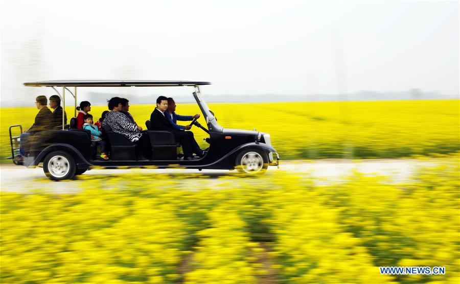 CHINA-HEBEI-ANPING-RAPESEED FLOWERS (CN)