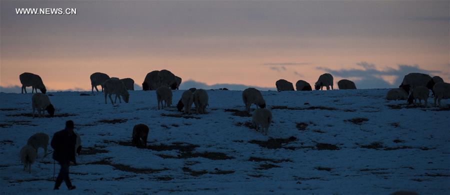 CHINA-XINJIANG-HEJING-BAYAN BULAG GRASSLAND-BREEDING SEASON (CN)