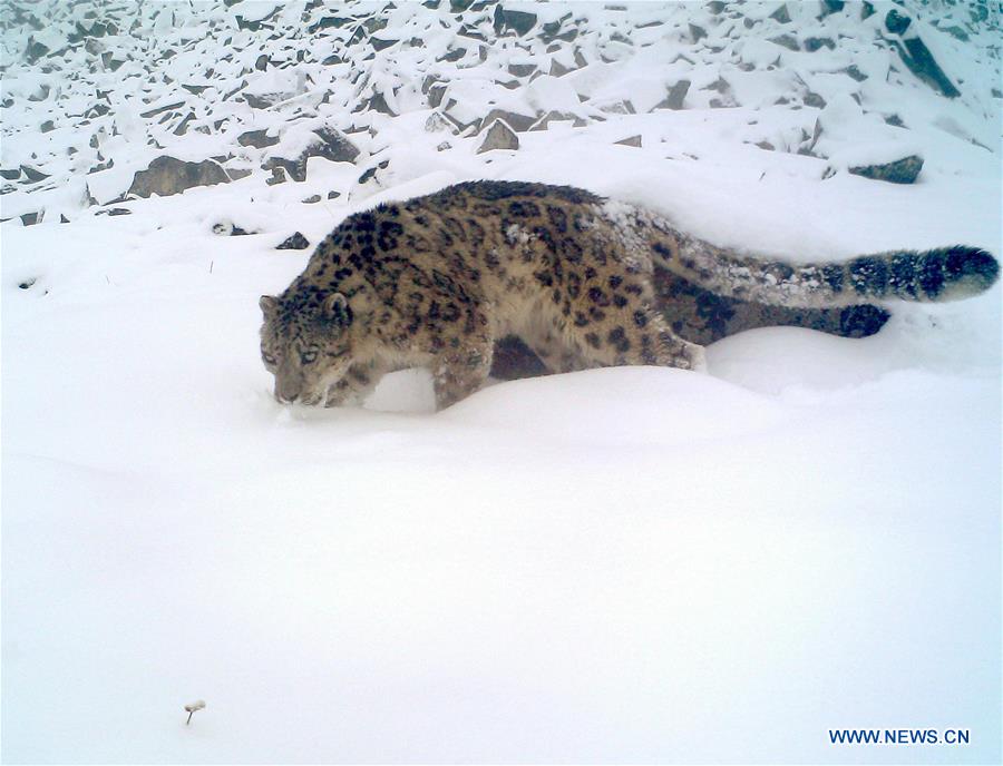 CHINA-SICHUAN-SNOW LEOPARD (CN)