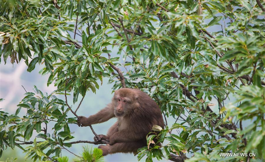 CHINA-ANHUI-JIUHUA MOUNTAIN-MONKEY (CN)