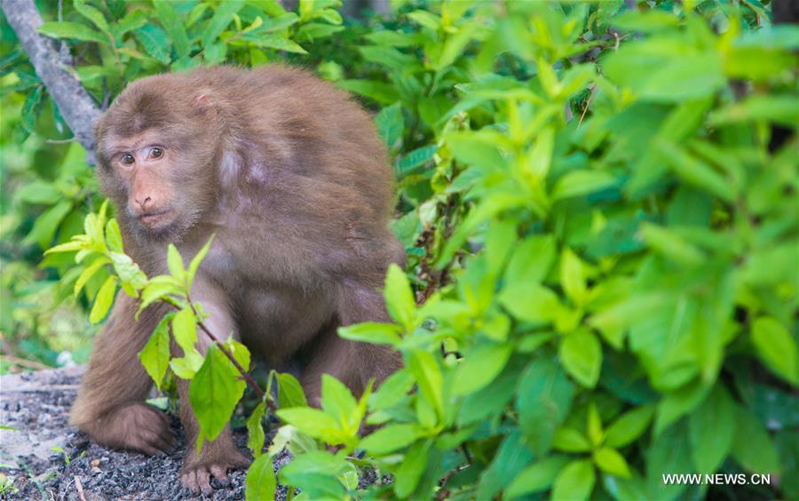 CHINA-ANHUI-JIUHUA MOUNTAIN-MONKEY (CN)