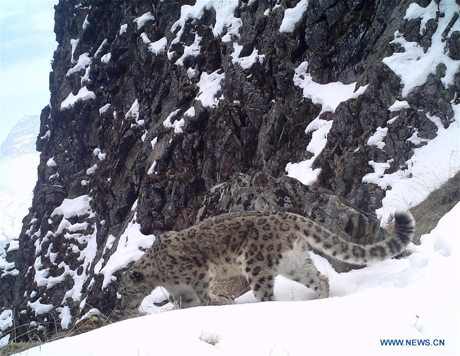 CHINA-SICHUAN-SNOW LEOPARD (CN)