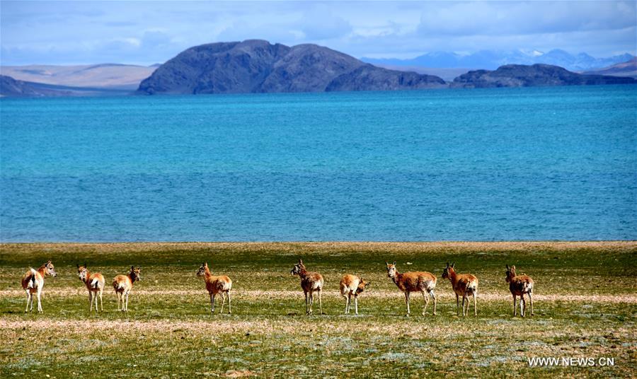 Scientific expedition conducted on Qinghai-Tibet plateau