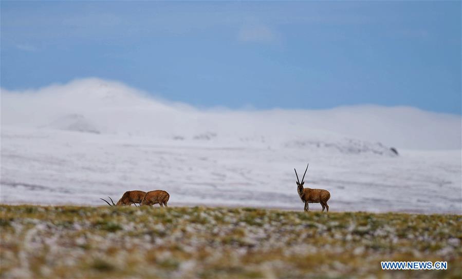 CHINA-TIBET-SCIENTIFIC EXPEDITION (CN) 