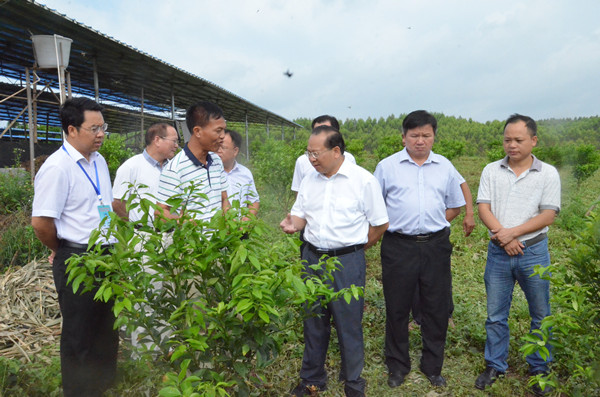 市委书记农生文到来宾市兴宾区广龙果蔬种植专业合作社种养基地调研