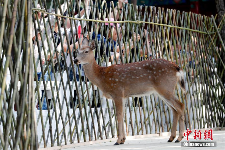 Sika deer to go on public display in Beijing's Palace Museum