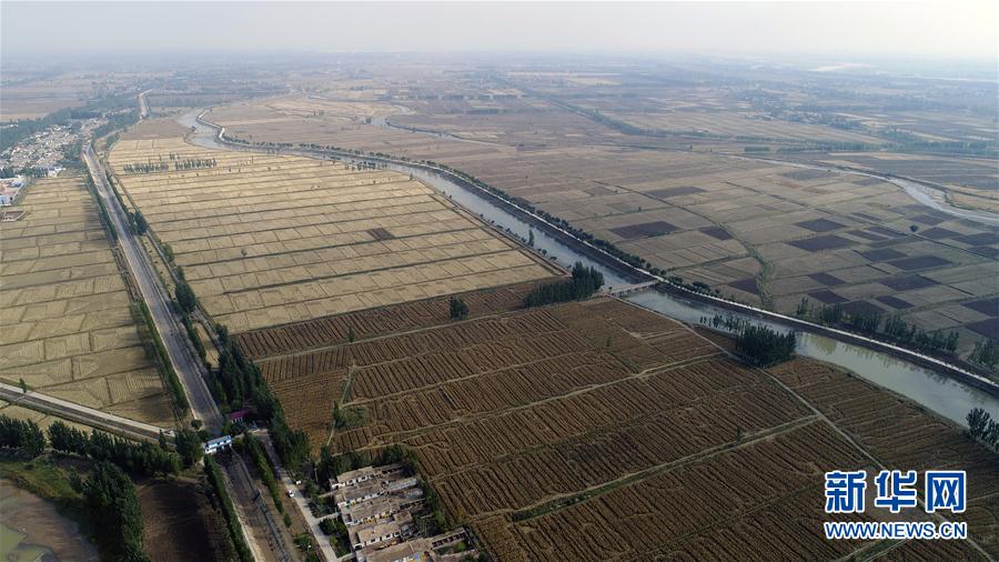 这是宁夏青铜峡市引黄灌区一景(10月11日摄).