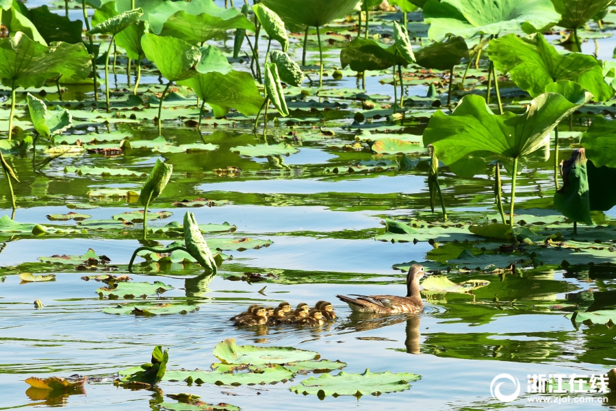 杭州：西湖小鴛鴦?wù)Q生第4窩小生命