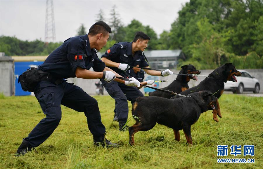 5月18日,湖北省恩施市公安局的训犬员在烈日下训练警犬.