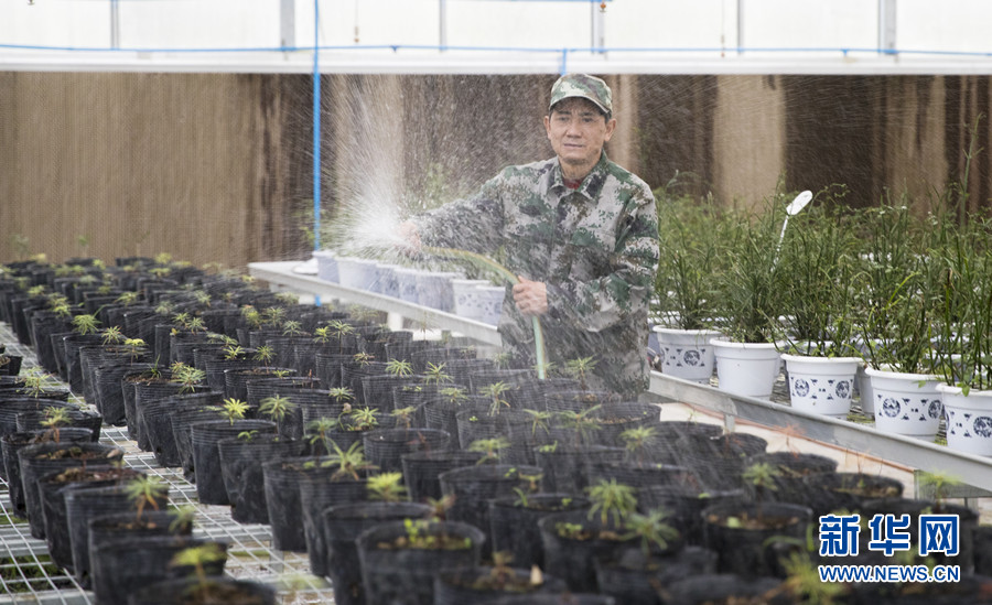 重庆南川三兄弟扎根深山38载 接力守护“植物熊猫”(8) 第8页