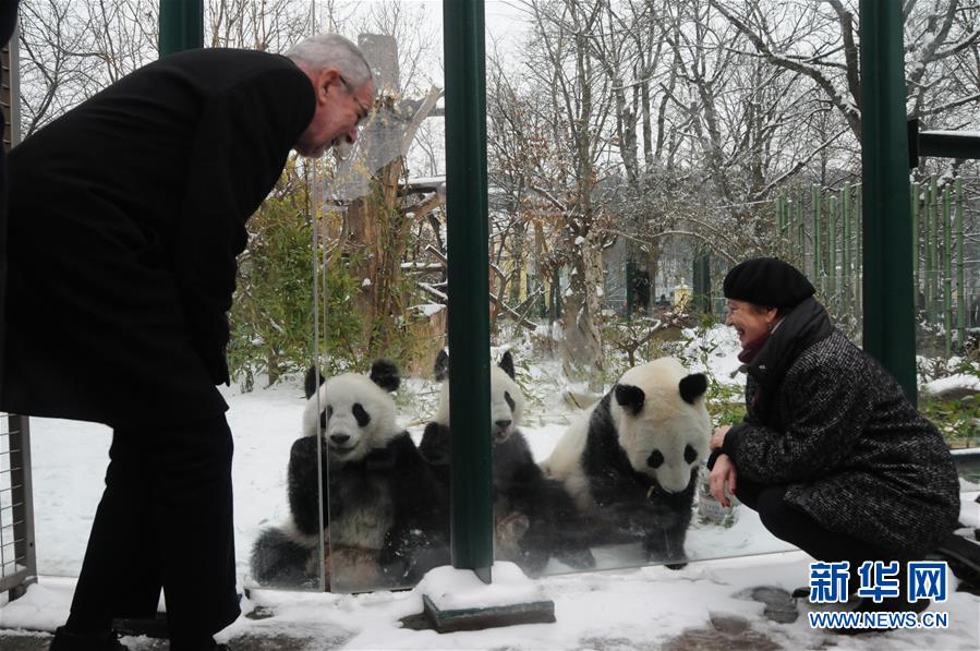 奥地利出生的大熊猫龙凤胎即将返回中国 第1页