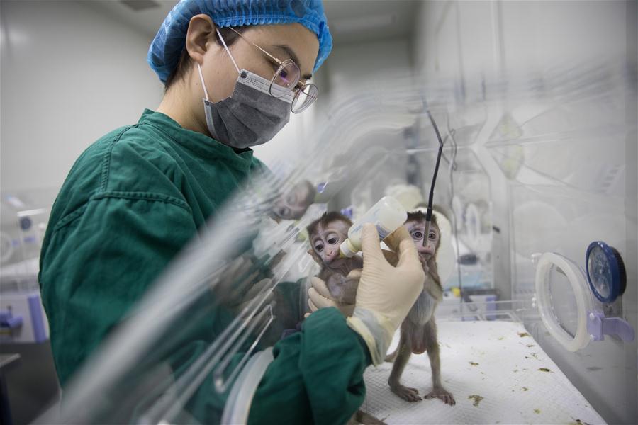 CHINA-SHANGHAI-GENE-EDITED MONKEYS (CN) 