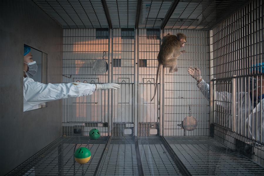 CHINA-SHANGHAI-GENE-EDITED MONKEYS (CN) 