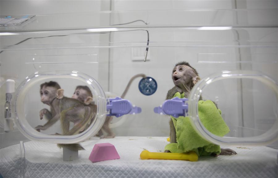 CHINA-SHANGHAI-GENE-EDITED MONKEYS (CN) 