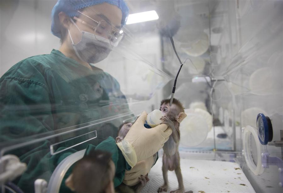 CHINA-SHANGHAI-GENE-EDITED MONKEYS (CN) 