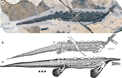 我國發現卡洛董氏扇槳龍化石--圖片頻道--人民網