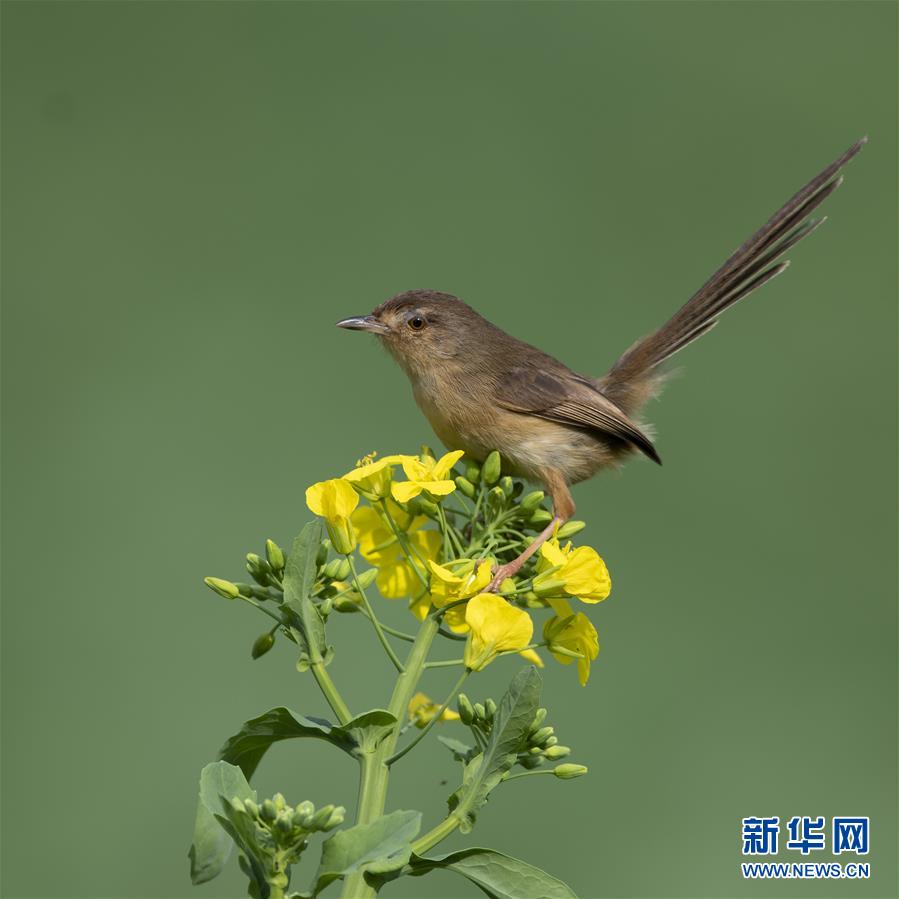 福州：早春枝头鸟儿俏(7) 第7页