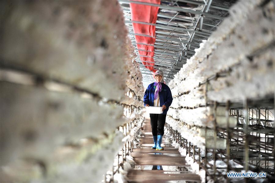 A farmer works at an edible mushroom photovoltaic greenhouse in Minning Township in Yinchuan, northwest China\'s Ningxia Hui Autonomous Region, Aug. 17, 2018. China\'s efforts and success in poverty reduction can help other developing nations, said experts observing the country\'s ongoing Two Sessions. The Two Sessions refer to the annual gatherings of the National People\'s Congress (NPC) and the National Committee of the Chinese People\'s Political Consultative Conference, China\'s top legislature and political advisory body respectively. China has emerged as a global role model with efforts in structural transformation and industrial upgrading, lifting hundreds of millions of people out of poverty, said retired Lieutenant Colonel Muhammad Faruk Khan, a presidium member of Bangladesh\'s ruling Awami League. (Xinhua/Liu Junxi)