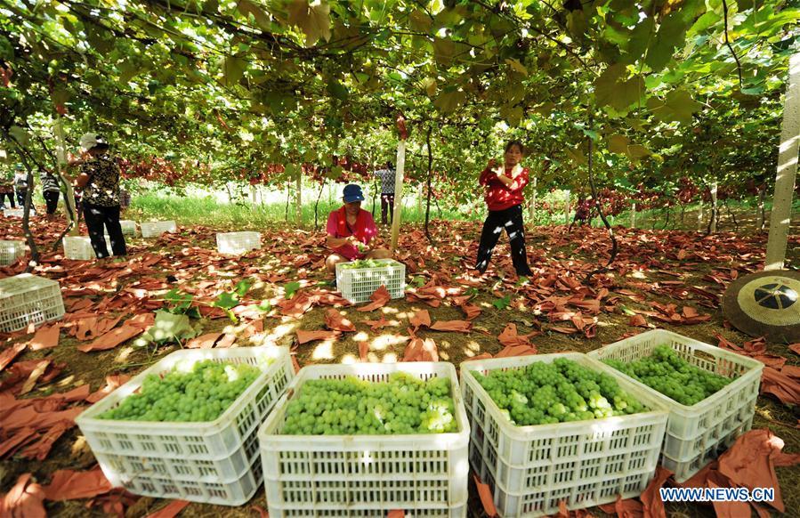 Farmers pick grapes at the Xindian eco-agricultural park in Xindian Town of Yuping Dong Autonomous County in southwest China\'s Guizhou Province July 30, 2018. China\'s efforts and success in poverty reduction can help other developing nations, said experts observing the country\'s ongoing Two Sessions. The Two Sessions refer to the annual gatherings of the National People\'s Congress (NPC) and the National Committee of the Chinese People\'s Political Consultative Conference, China\'s top legislature and political advisory body respectively. China has emerged as a global role model with efforts in structural transformation and industrial upgrading, lifting hundreds of millions of people out of poverty, said retired Lieutenant Colonel Muhammad Faruk Khan, a presidium member of Bangladesh\'s ruling Awami League. (Xinhua/Yang Wenbin)