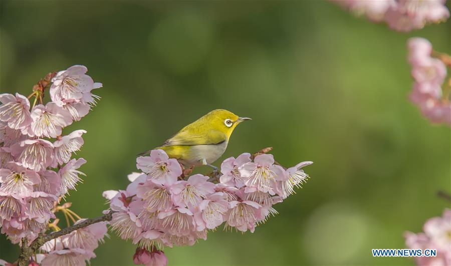 A bird is seen on a flowering tree at a scenic spot in Wuxi, east China\'s Jiangsu Province, March 14, 2019. (Xinhua/Pan Zhengguang)