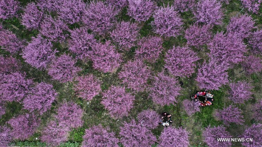 CHINA-HANZHONG-SPRING (CN)