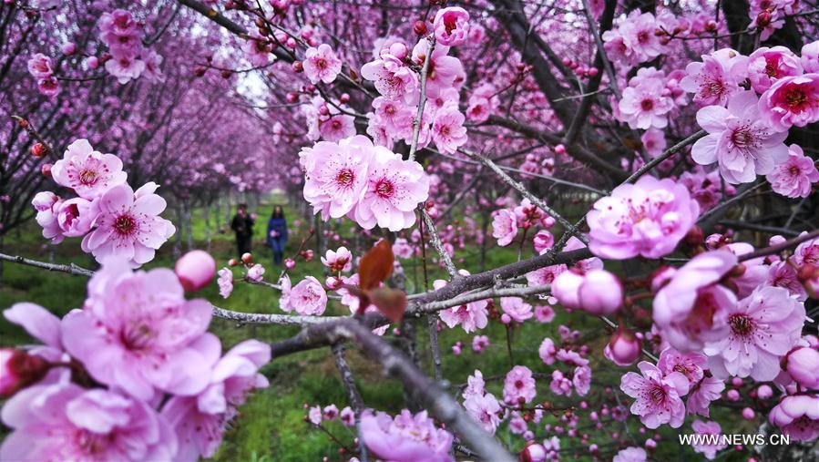 CHINA-HANZHONG-SPRING (CN)