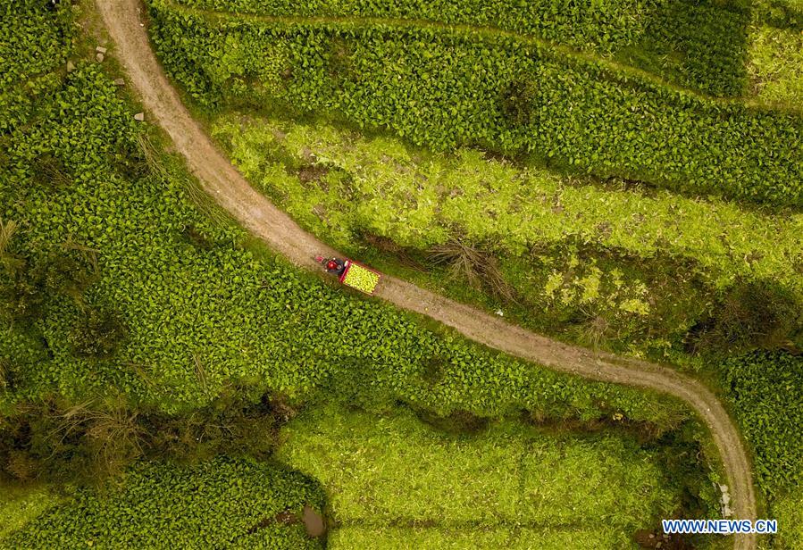 CHINA-CHONGQING-ECONOMY-PICKLE (CN)