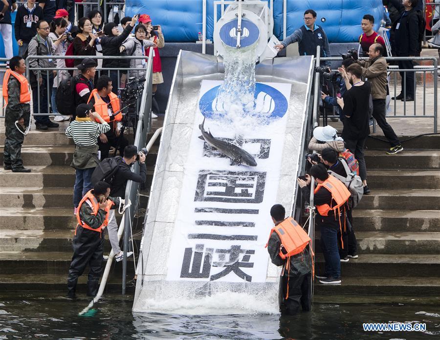 CHINA-HUBEI-YICHANG-YANGTZE RIVER-STURGEON-RELEASE (CN)