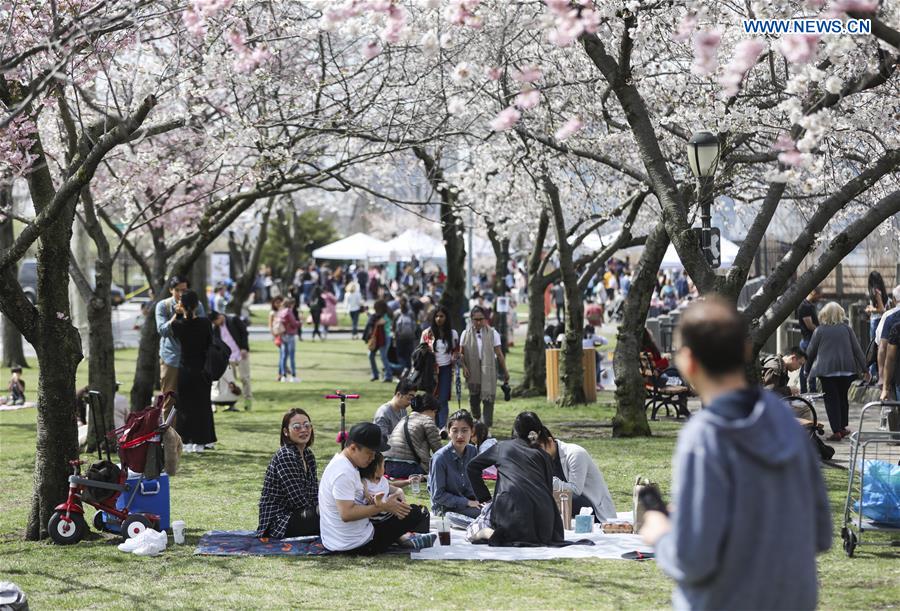 Cherry Blossoms on Roosevelt Island