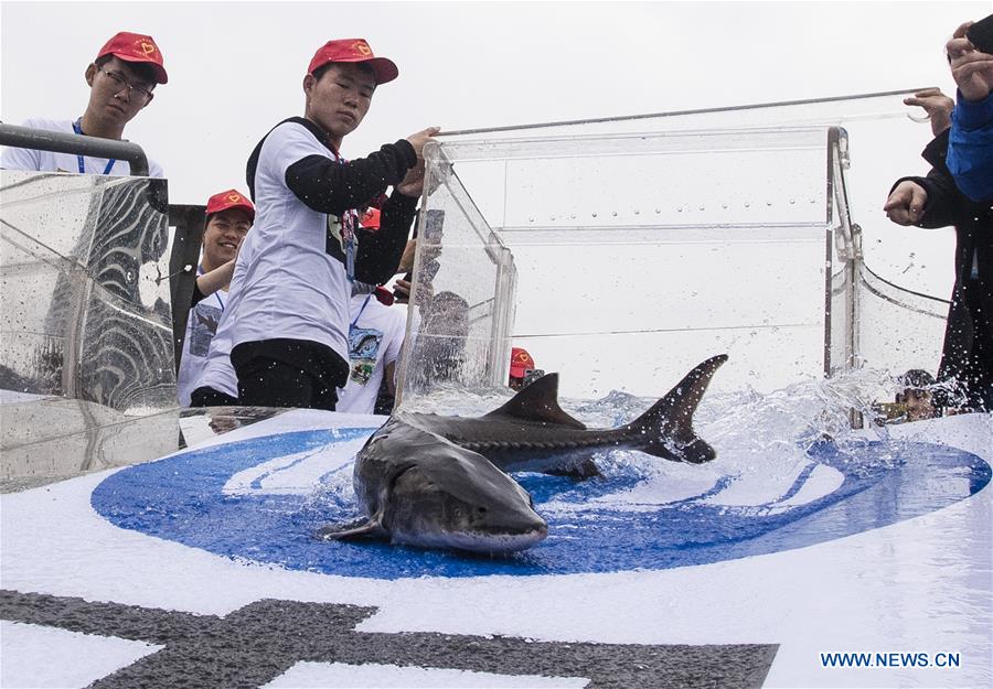 CHINA-HUBEI-YICHANG-YANGTZE RIVER-STURGEON-RELEASE (CN)