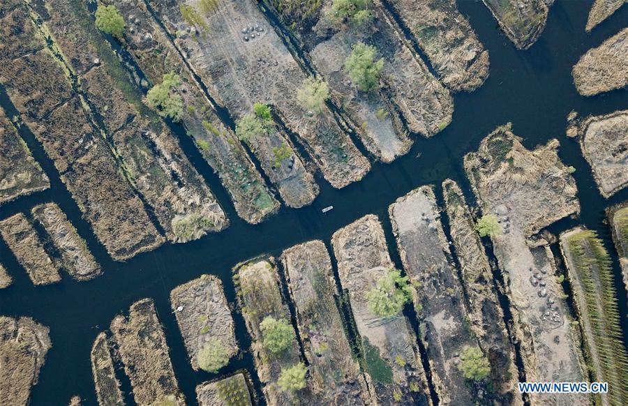 Aerial photo taken on April 10, 2019 shows a boat sailing on the Baiyangdian lake in Xiongan New Area, north China\'s Hebei Province. Restoration work has started in Baiyangdian Lake, northern China\'s largest freshwater body. High-pollution and energy-intensive production has been tackled. As a result, water quality has improved remarkably. (Xinhua/Mu Yu)