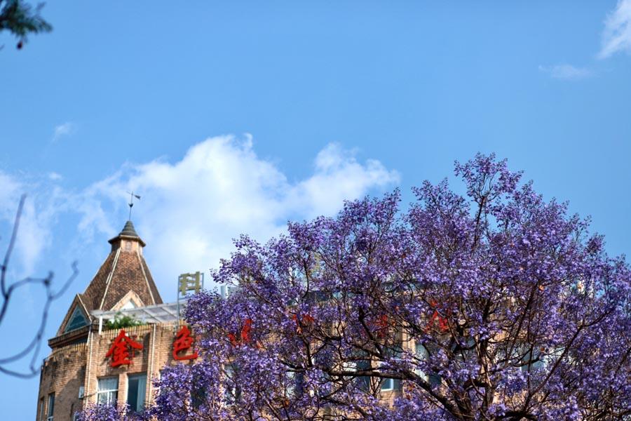 Blooming blue jacaranda attracts tourists nationwide, who pour into Kunming city in Southwest China\'s Yunnan Province every April.  (Photo provided to chinadaily.com.cn)