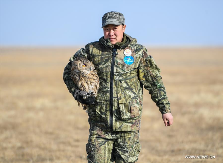 Shuanglong, a man of Mongolian ethnic group, takes an eagle owl for training before releasing it into the wild along the Hulun Lake in the Hulun Buir City, north China\'s Inner Mongolia Autonomous Region, April 13, 2019. Shuanglong, a volunteer born in the 1980s, has been dedicated to protecting wildlife inhabiting along the Hulun Lake over the past ten years. Over 40 endangered animals have been saved through his efforts. Shuanglong has organized various activities including photo exhibitions and lectures, as a way to raise awareness of wildlife protection among the public. Affected by Shuanglong, some volunteers also joined him to protect wildlife along the Hulun Lake. (Xinhua/Peng Yuan)