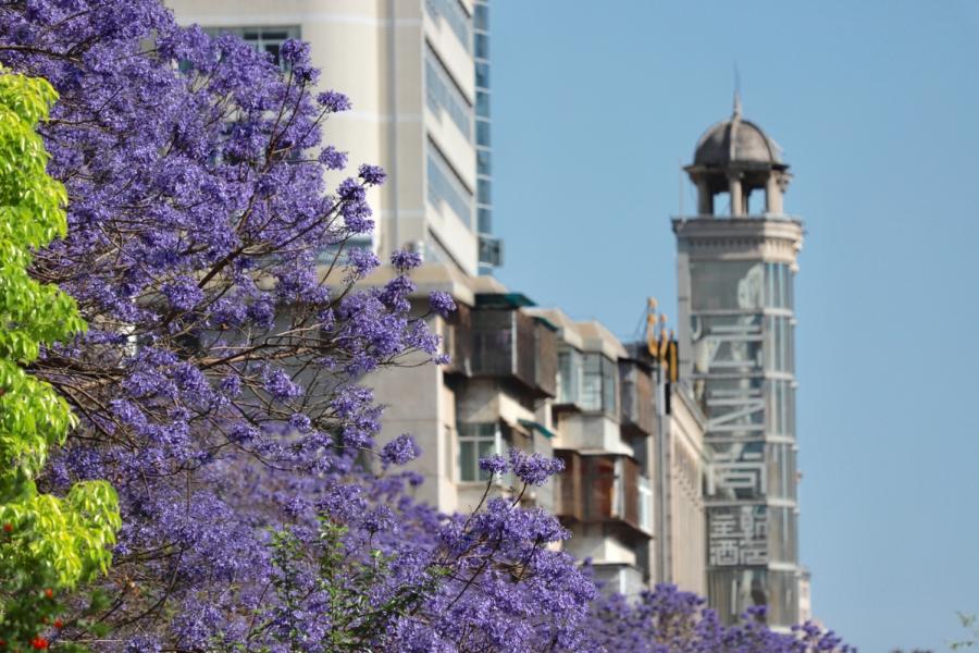 Blooming blue jacaranda attracts tourists nationwide, who pour into Kunming city in Southwest China\'s Yunnan Province every April.  (Photo provided to chinadaily.com.cn)